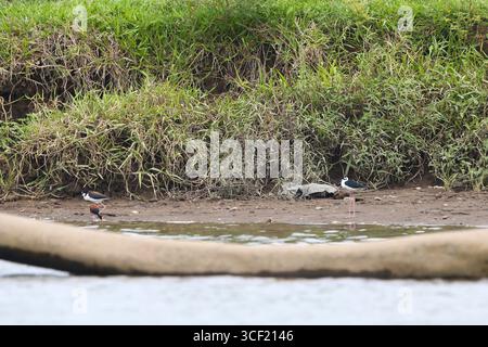 Vögel, die auf einer Flussschifffahrt in Costa Rica gesehen werden Stockfoto
