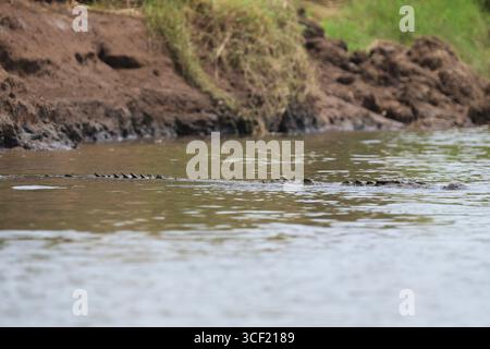 Krokodile auf einer Flussschifffahrt in Costa Rica Stockfoto
