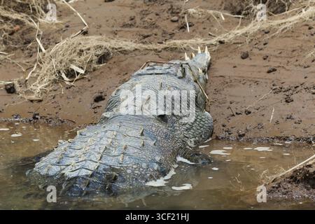 Krokodile auf einer Flussschifffahrt in Costa Rica Stockfoto