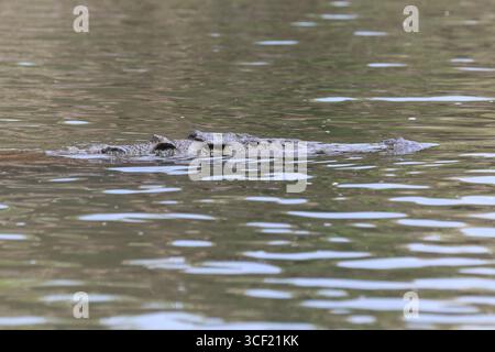 Krokodile auf einer Flussschifffahrt in Costa Rica Stockfoto