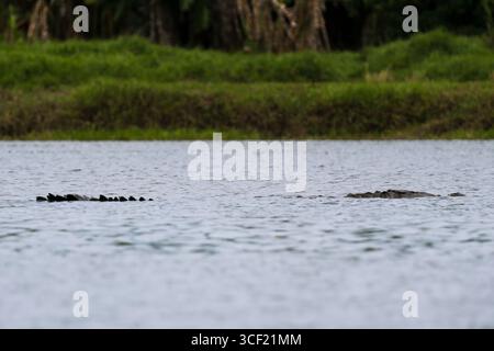 Krokodile auf einer Flussschifffahrt in Costa Rica Stockfoto