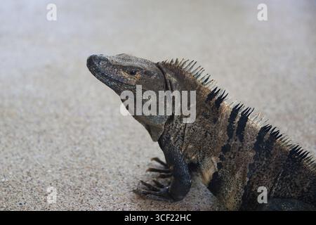 Ein Leguan in einem Souvenirladen in Costa Rica Stockfoto