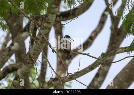 Vögel, die auf einer Flussschifffahrt in Costa Rica gesehen werden Stockfoto