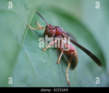 Makroaufnahme einer roten Wespe auf einem grünen Blatt, Ohio, USA. Stockfoto