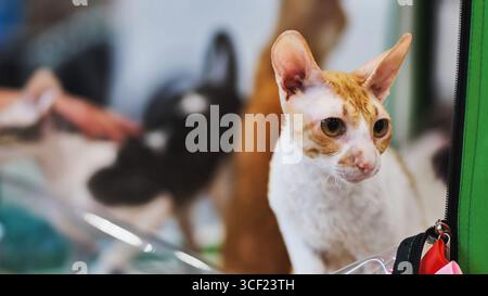 Cornish rex Katze, die während der Katzenausstellung in einem Käfig steht Stockfoto