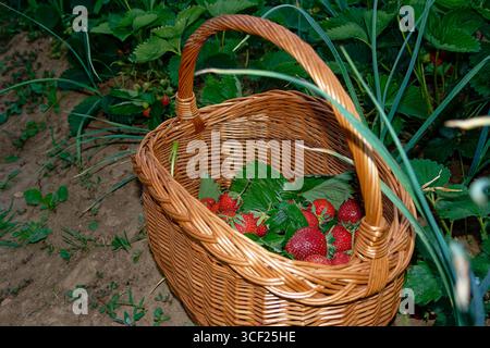 Ein Korbkorb gefüllt mit saftigen, Reifen Erdbeeren in sonniger Gartenumgebung. Stockfoto