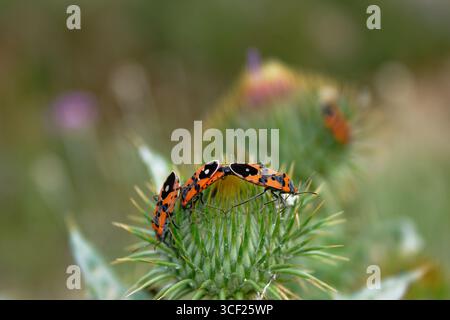 Eine Nahaufnahme von mehreren Feuerwanzen, die auf einer Distelpflanze mit weichem, verschwommenem Hintergrund thronen. Stockfoto