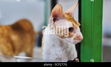 Neugierige kornische rex-Katze, die während der Katzenausstellung außerhalb ihres Käfigs schaut Stockfoto
