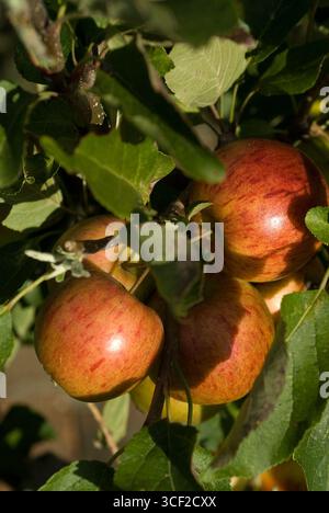 DISCOVERY APPLE Stockfoto