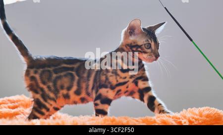 Bengalisches Kätzchen, das auf orangefarbener Decke spielt, sieht neugierig aus Stockfoto