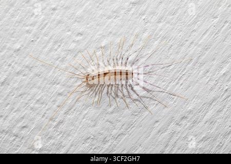 Kleines Haus Tausendfüßler, Scutigera coleoptrata, mit langen Beinen und Antennen, die auf einer strukturierten weißen Wand krabbeln Stockfoto