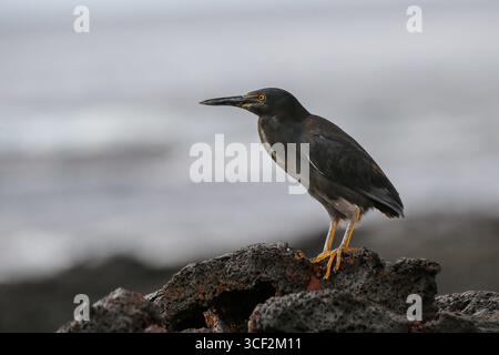 Lavareiher (Butorides sundevalli) auf vulkanischem Gestein am Ozean auf der Insel Santiago, Galápagos-Inseln, Ecuador. Stockfoto