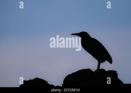 Lavareiher (Butorides sundevalli) auf vulkanischem Gestein am Ozean auf der Insel Santiago, Galápagos-Inseln, Ecuador. Stockfoto