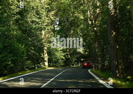 Auto fährt auf der Straße im Wald. Sonniger Sommertag Stockfoto