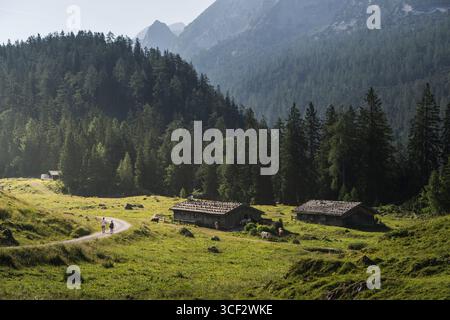 Wanderer und Kühe bei Sonnenaufgang auf der Kallbrunnalm auf dem Weg zum Dießbachsee im Naturschutzgebiet Kalkhochalpen Stockfoto