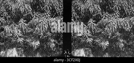 Diese stereoskopische Fotografie aus dem Jahr 1940 zeigt junge Früchte, die auf Mangobäumen wachsen. Das Bild misst 9 x 12 cm und ist Teil der Sammlung NMvWereldculturen. Das Foto zeigt die frühen Stadien der Mangobrüchte. Stockfoto