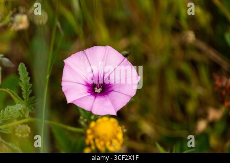 Nahaufnahme von Pink Morning Glory Flower Blooming in Wild Meadow Stockfoto