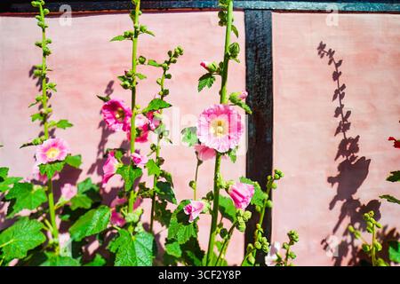 Rosafarbene Hollyhocks blühen entlang der rustikalen Mauer in Bornholm, Dänemark. Traditionelle skandinavische Sommerstimmung mit leuchtenden Blumen und sanften Schatten, Symbol für Stockfoto