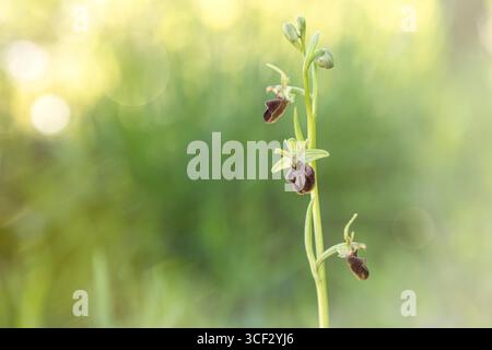 Wilde Orchideen (Ophrys sp.) Blüht im Cesane State Forest, nahe Pesaro Urbino, Marken, Italien Stockfoto