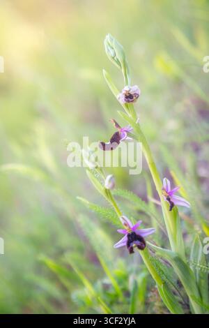 Wilde Orchideen (Ophrys sp.) Blüht im Cesane State Forest, nahe Pesaro Urbino, Marken, Italien Stockfoto