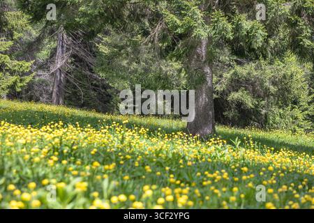 Blühende Almwiesen mit Trollius europaeus (Globeblumen) am Rande eines Nadelwaldes in Comelico Superiore, Dolomiten, Provinz Belluno, Venetien, Italien Stockfoto