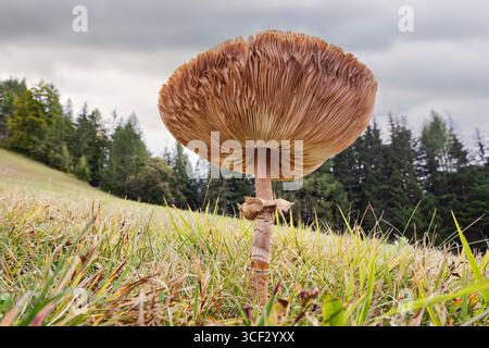 Nahaufnahme einer Reifen Macrolepiota procera, allgemein bekannt als der Sonnenschirmpilz, der auf einer Bergwiese wächst. Die Kiemen und die große Kappe sind deutlich sichtbar, wobei der charakteristische Ring um den hohen, schlanken Stiel herum liegt. Fotografiert in Monte Agudo, Auronzo di Cadore, Provinz Belluno, Region Veneto, Italien. Stockfoto