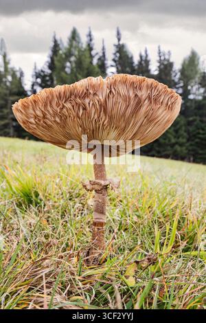 Nahaufnahme einer Reifen Macrolepiota procera, allgemein bekannt als der Sonnenschirmpilz, der auf einer Bergwiese wächst. Die Kiemen und die große Kappe sind deutlich sichtbar, wobei der charakteristische Ring um den hohen, schlanken Stiel herum liegt. Fotografiert in Monte Agudo, Auronzo di Cadore, Provinz Belluno, Region Veneto, Italien. Stockfoto