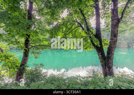 Blick auf den Centro Cadore Lake durch üppiges Frühlingsgrün entlang der bewaldeten Küste. Gelegen in Domegge di Cadore, Provinz Belluno, Region Veneto, Norditalien Stockfoto