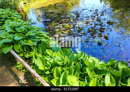 Pflanze mit riesigen grünen Blättern am Ufer eines Teichs, schwimmende Wasserpflanzen und Sonnenlichtreflexion auf der Wasseroberfläche, sonniger Frühlingstag in Bokrijk in Genk Stockfoto