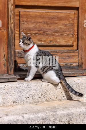 Eine wunderschöne, weiße Katze mit rotem Kragen sitzt im Profil auf Steintreppen vor einer rustikalen Holztür. Stockfoto