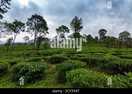 Tee-Plantagen in Munnar, Kerala, Indien Stockfoto