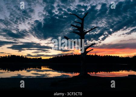 Silhoutte eines Baumgerippes vor dem leuchtenden Himmel der Abenddämmerung am Fohnsee, Naturschutzgebiet Osterseen, Bayern, Deutschland Stockfoto