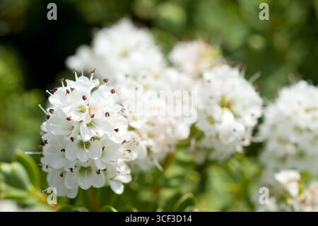 ESCALLONIA APPLE BLOSSUM Stockfoto