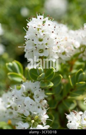 ESCALLONIA APPLE BLOSSUM Stockfoto