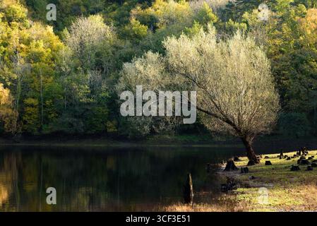 Herbstszene neben einem ruhigen See steht ein großer Baum, der das sanfte Sonnenlicht einfängt, hinter einem Wald, der eine lebhafte Farbdarstellung mit grünen Gelben und Orangen bietet. Stockfoto
