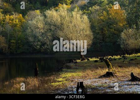 Großer Baum mit leuchtenden Blättern, die das sanfte Sonnenlicht neben einem ruhigen See einfangen, dahinter ein Wald mit lebhaften grünen Gelben und Orangen, die eine wunderschöne, ruhige Herbstszene schaffen. Stockfoto