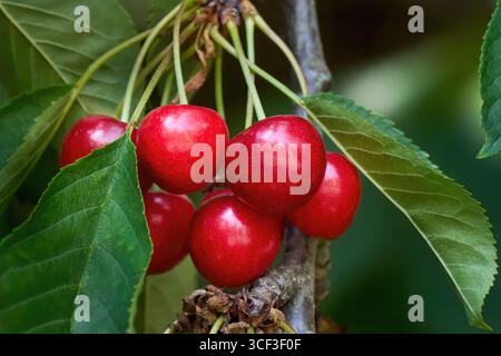 Reife rote Kirschen mit grünen Blättern in Nahaufnahme auf dem Kirschbaum Stockfoto