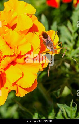 Ein braunes Insekt thront auf einer leuchtend orangen Ringelblume in einem üppigen Garten. Die Szene fängt die Schönheit der Natur ein, während das Sonnenlicht die Farbe erleuchtet Stockfoto