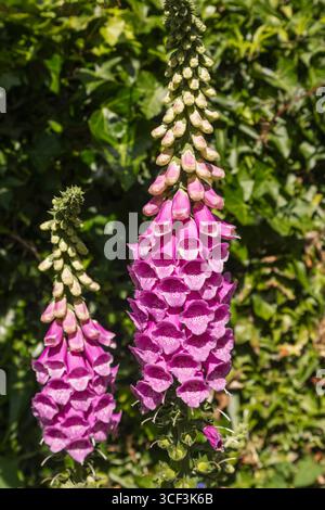 England, Somerset, Bath, Herschel Museum of Astronomy, Blumen im Garten Stockfoto