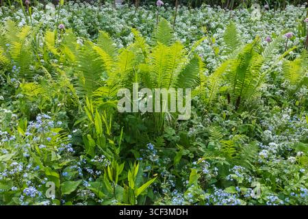 England, Somerset, Bath, Botanische Gärten, Blumen Stockfoto