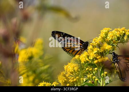 Der Monarchschmetterling (Danaus plexippus) ruht auf einer Gruppe von Goldruten in einem wilden Garten. New York Stockfoto
