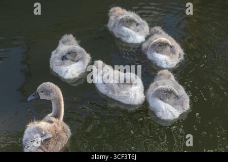 England, Somerset, Bath, Kennet und Avon Canal, Zygnets Stockfoto