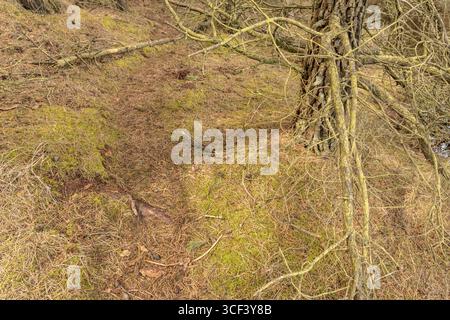 Blick auf einen trockenen Ast einer Kiefer im Waldgebiet auf der Insel Römo, Dänemark Stockfoto