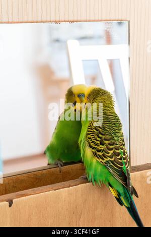 Budgie, der sich im Spiegel ansieht Stockfoto