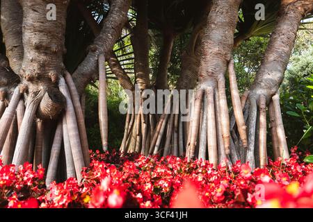 Eine ruhige Gartenszene mit einem üppigen Ficus-Baum umgeben von leuchtenden roten Blüten, die Grün und kräftige Farben in einer lebendigen natürlichen Komposition vermischen. Stockfoto