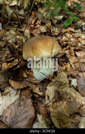 König Bolete auf einem Weg im Wald in den Karpaten, Ukraine Stockfoto