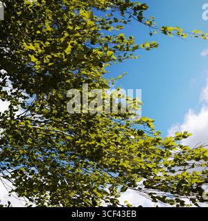 Grünes Birkenlaub auf Zweigen, die durch Wind auf blauem Himmel fliegen Stockfoto