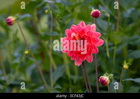 Flammenartige Dahlien, Dahlien 'Feuertopf'. Nahaufnahme der Blumen von Dahlia 'Feuertopf' in einem Garten im Sommer. Stockfoto