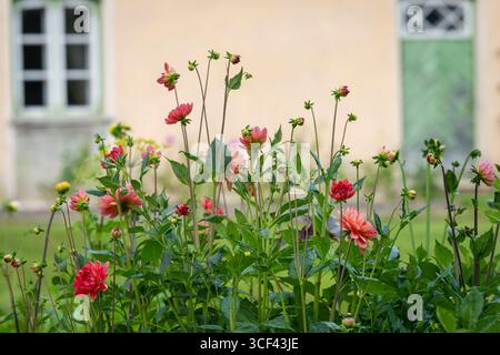 Bett aus roten und rosa Dahlienblüten. Dahlia 'Feuertopf' im Sommer in einem Garten. Flammenartige Dahlien, Dahlien 'Feuertopf'. Stockfoto