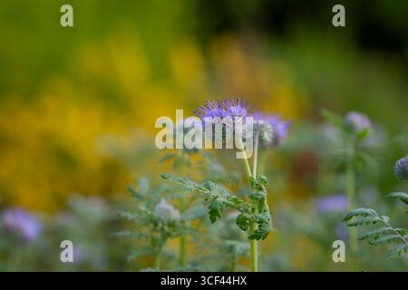 Lacy Phacelia Blume (Phacelia tanacetifolia) in einem Sommergarten bei Sonnenaufgang. Blaues tansy, Phacelia tanacetifolia, mit Tau gewürzt. Stockfoto